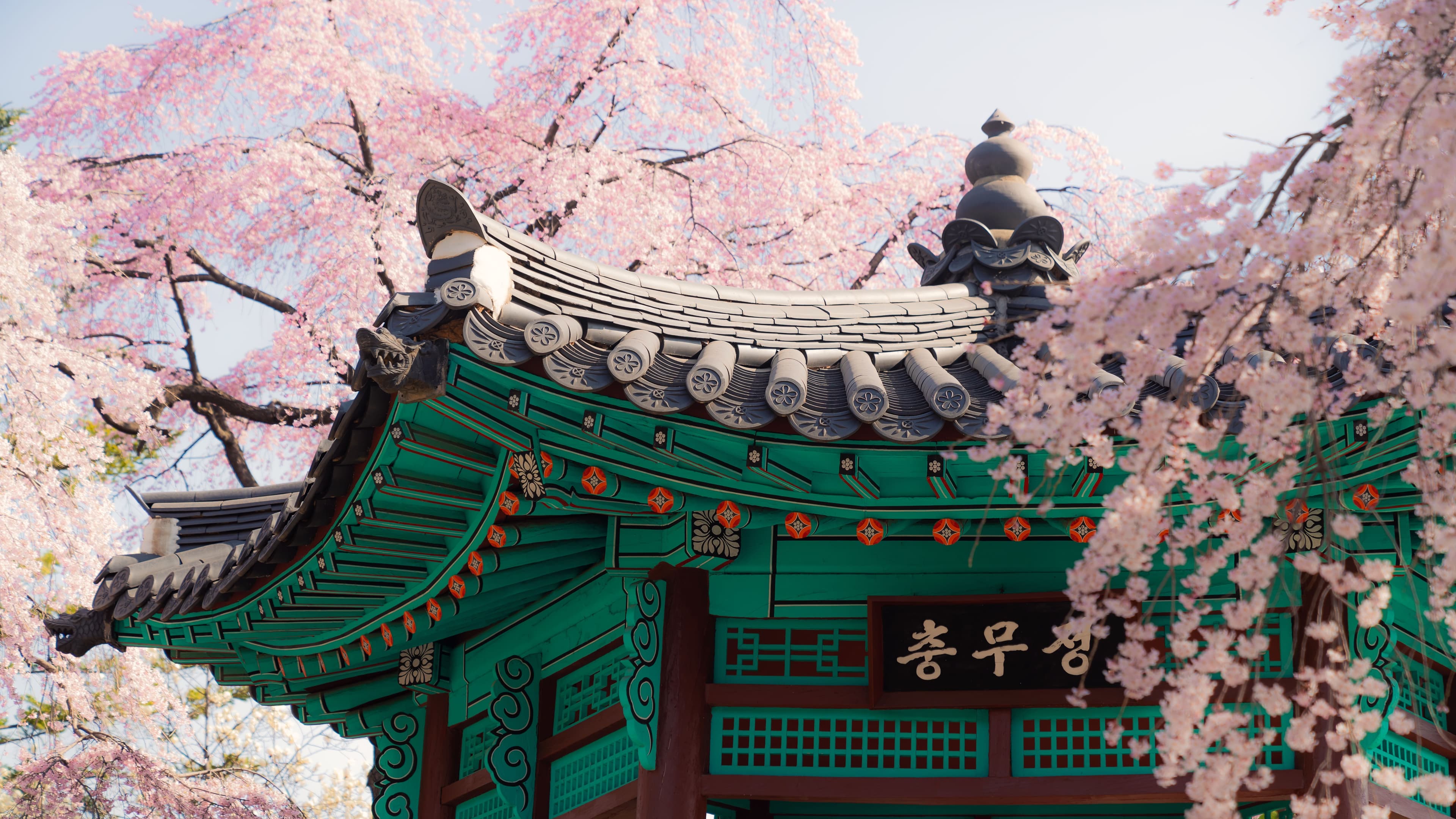 Traditional Korean architecture surrounded by cherry blossoms