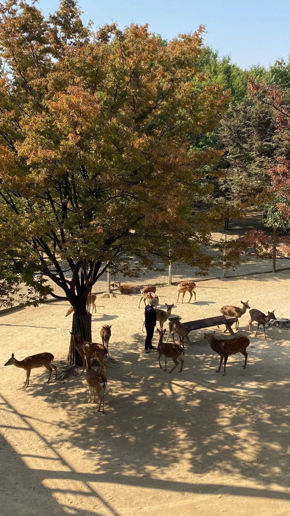 10. Seoul Forest photo 2