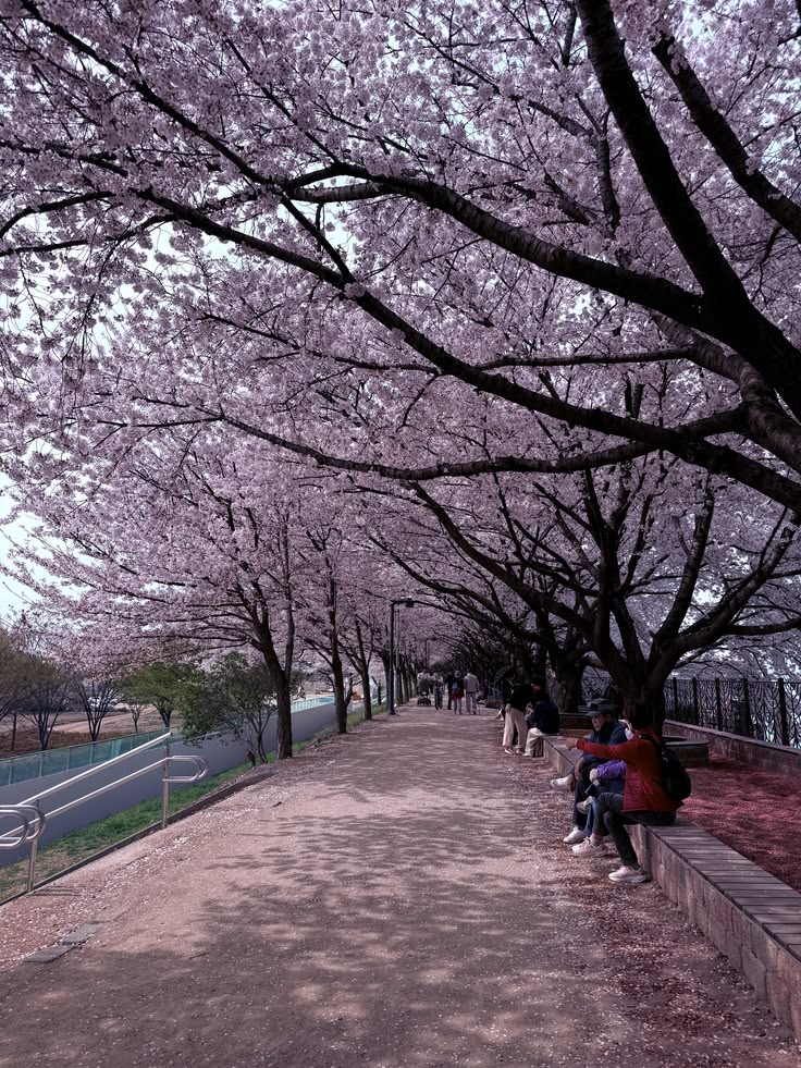 Seoul cherry blossom spring travel guide