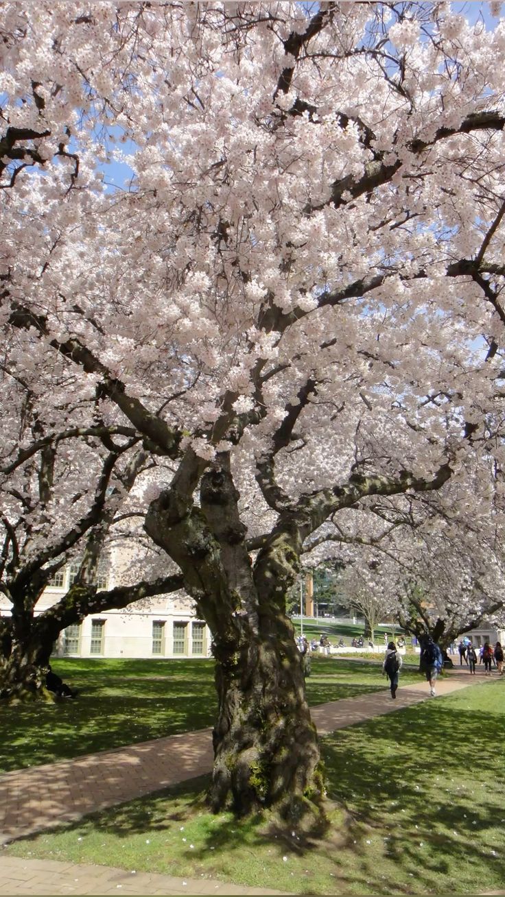 11. Kyung Hee University photo 2