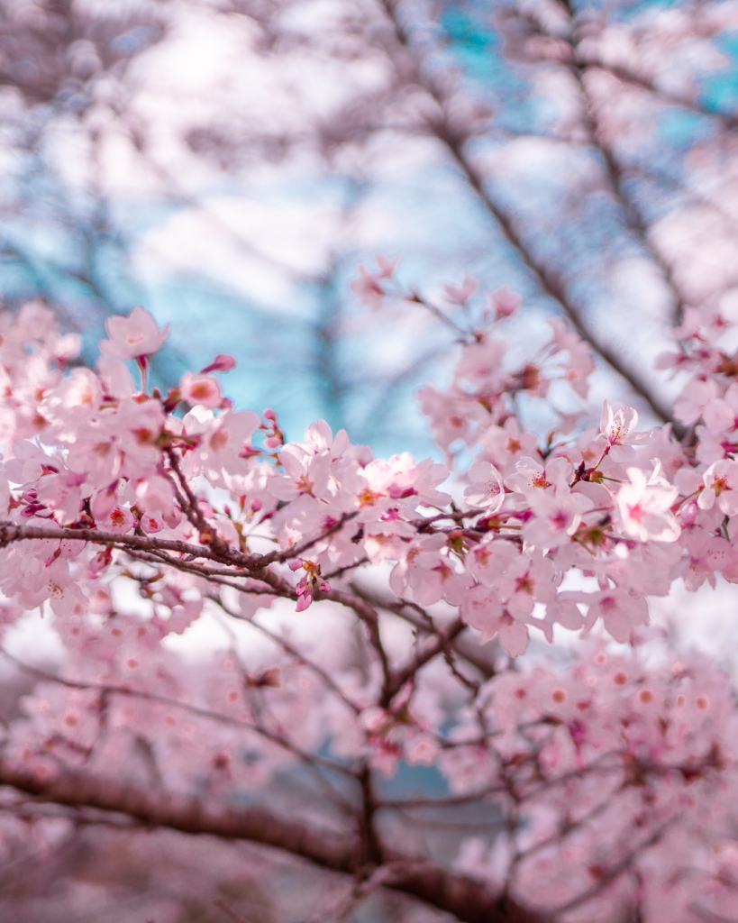 8. Seonyudo Park photo 2