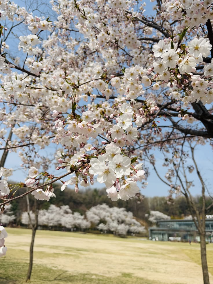 3. Seoul Forest photo 2