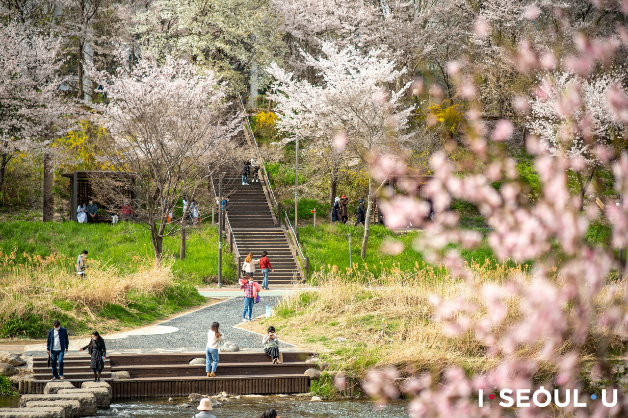 9. Yangjaecheon Stream photo 2