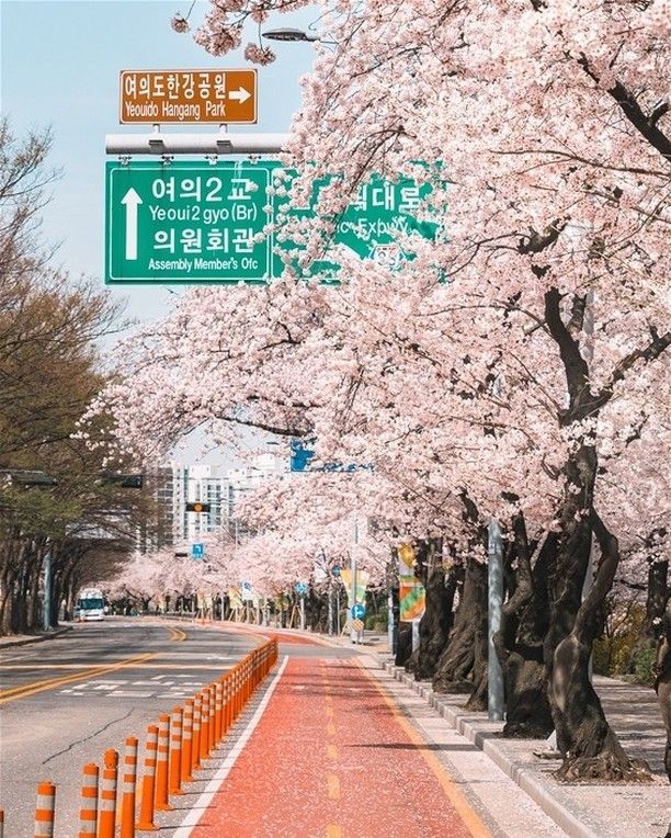 1. Yeouido Hangang Park photo 1