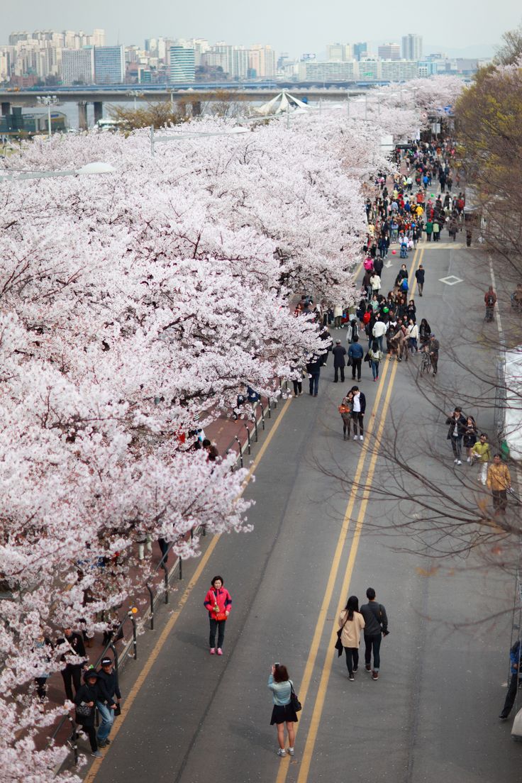 1. Yeouido Hangang Park photo 2