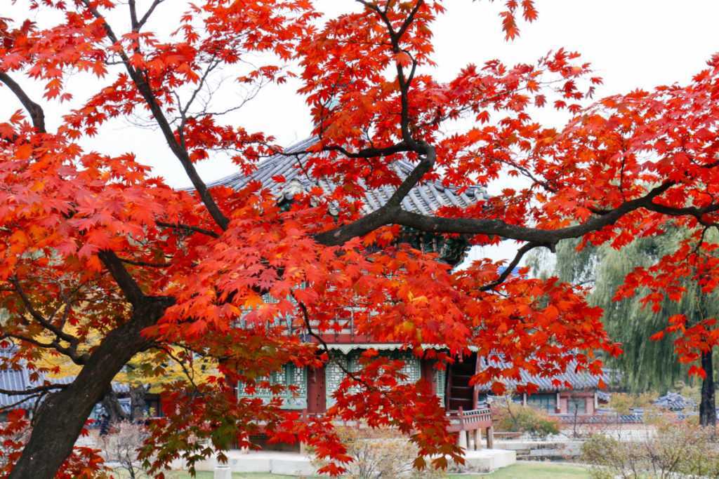 3. Combine Gyeongbokgung With an Autumn Walk Through Bukchon