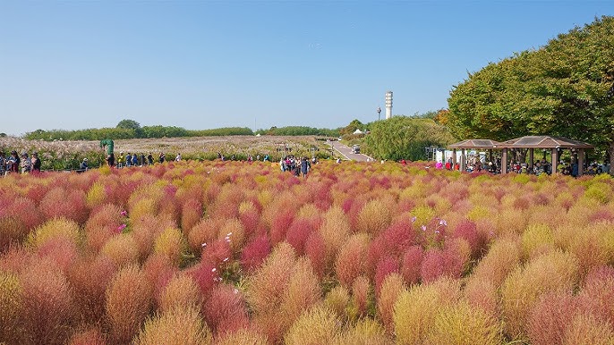 5. Walk Through the Silver Grass at Haneul Park