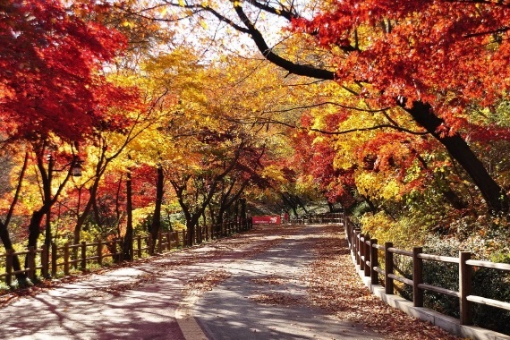 1. Walk Through the Autumn Foliage Around Namsan