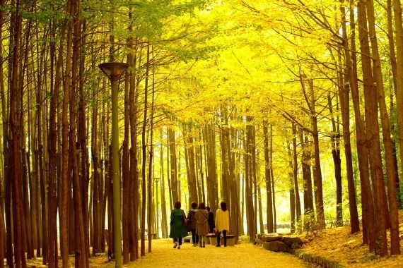 6. Spend a Slow Afternoon at Seoul Forest