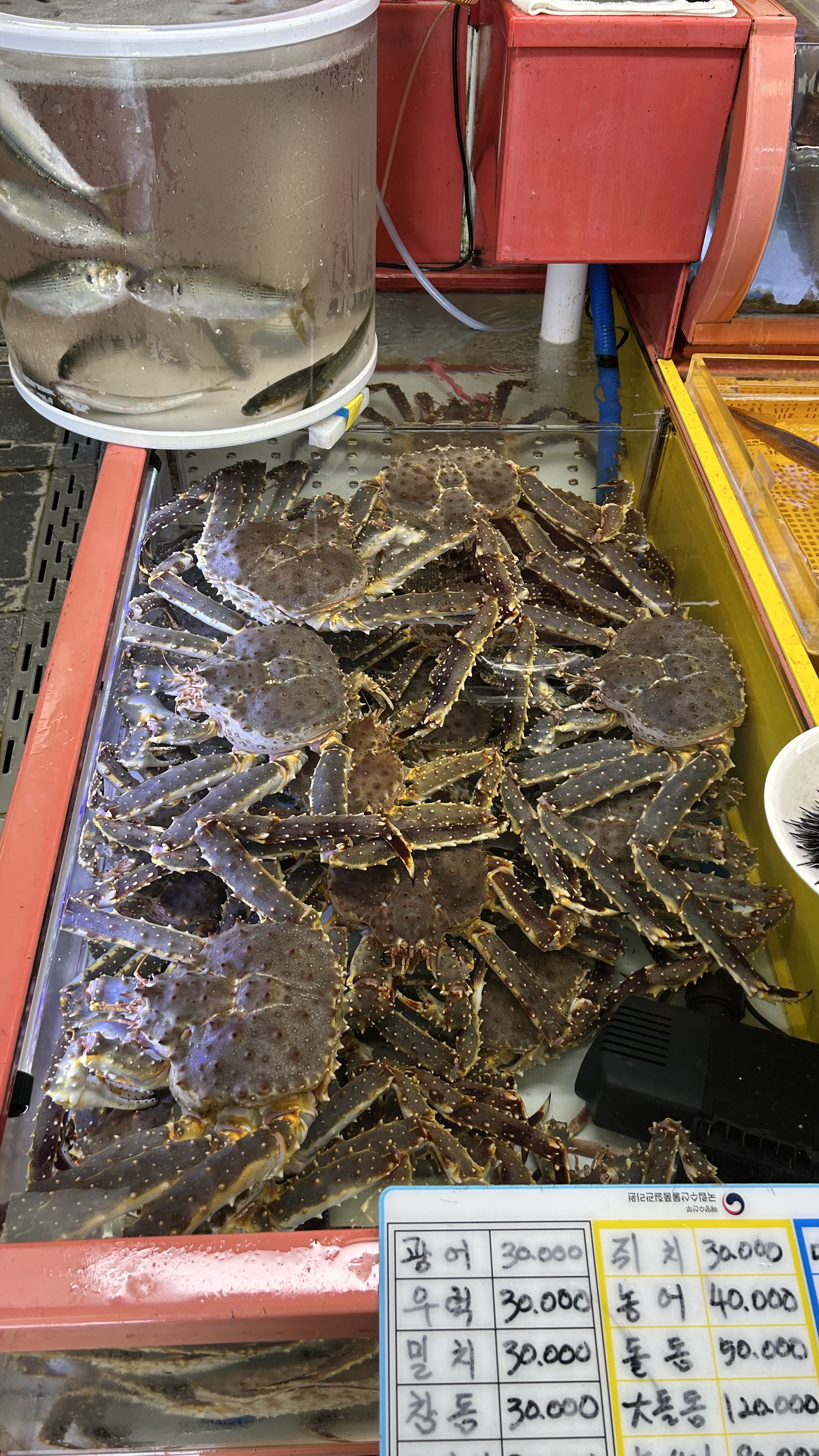 Large live crabs displayed inside Jagalchi Market seafood market in Busan
