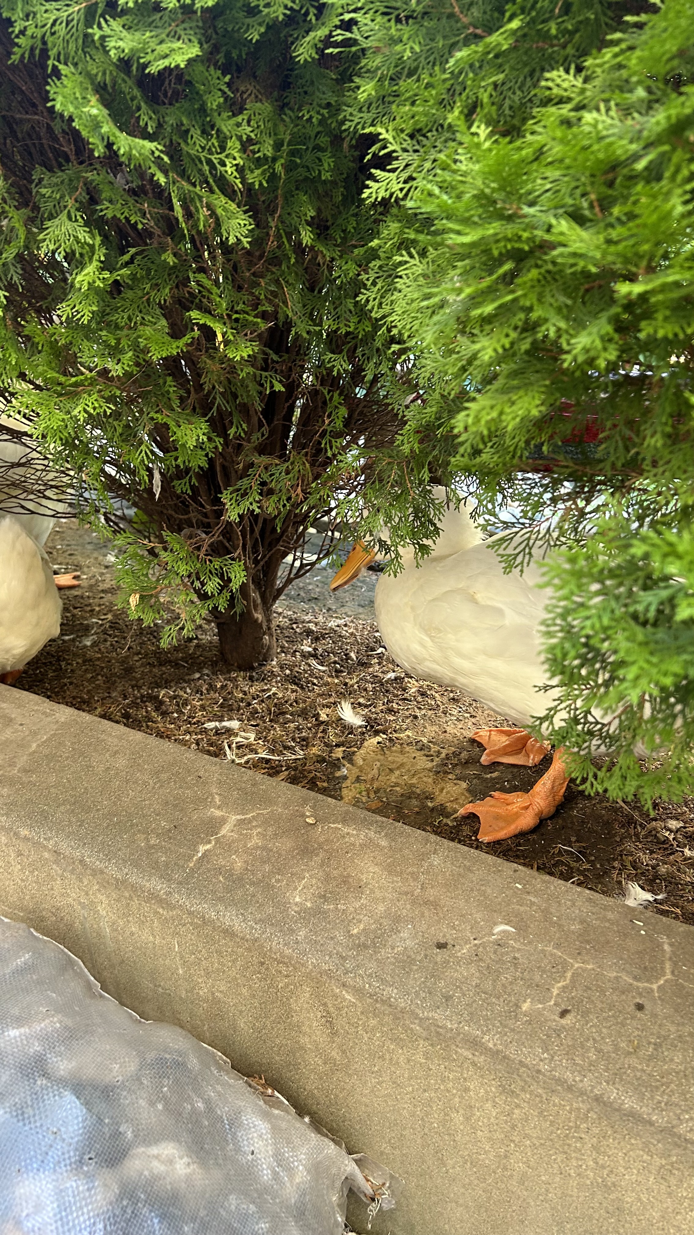 Feeding ducks at DUF Coffee near Gamcheon Culture Village in Busan
