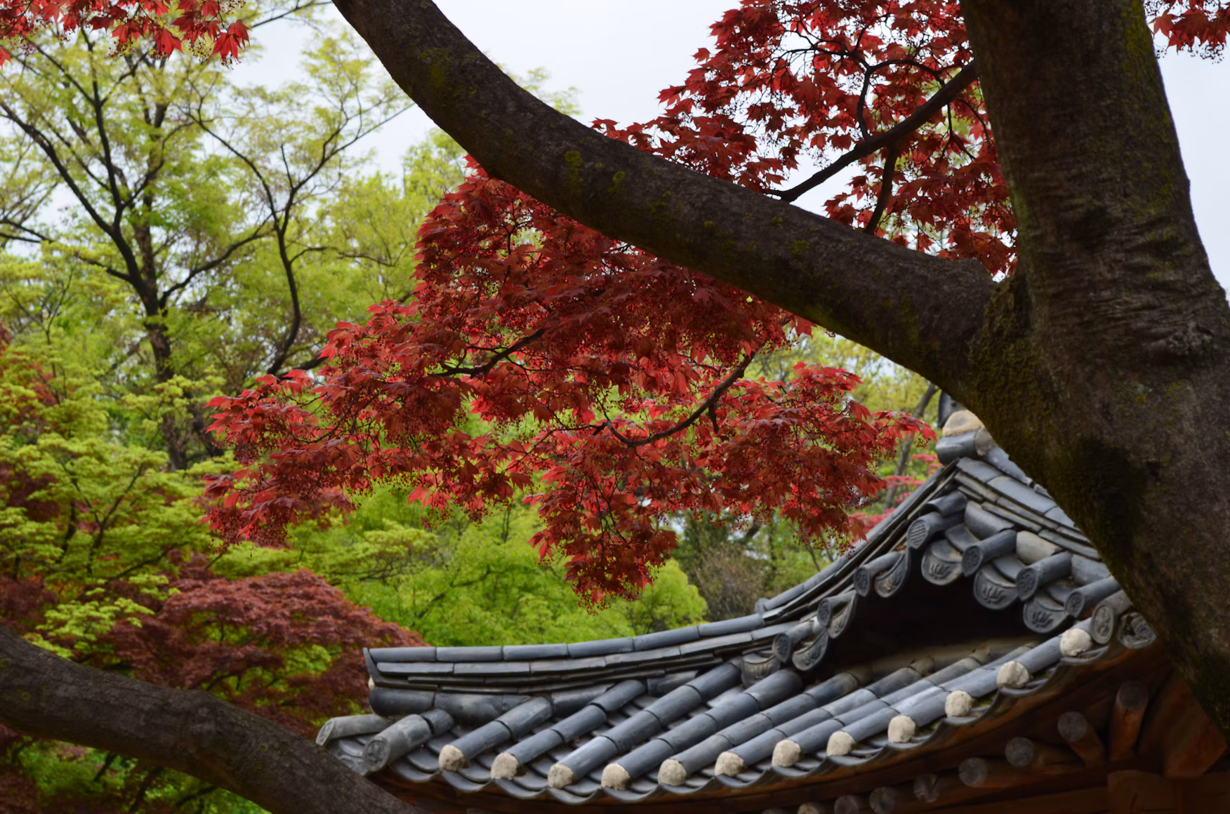 3. Spend a Day Around Seoul Hanok Week