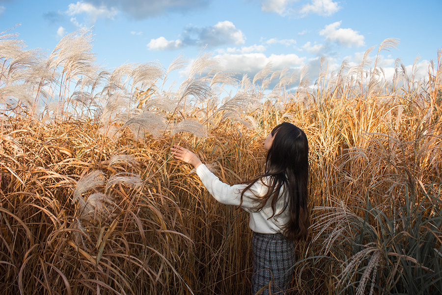7. Go to the Seoul Silver Grass Festival at Haneul Park