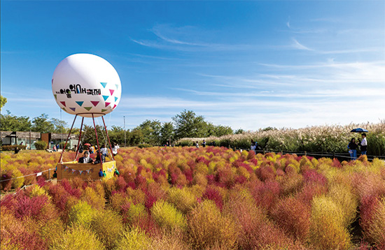 Silver grass landscape at Haneul Park in Seoul