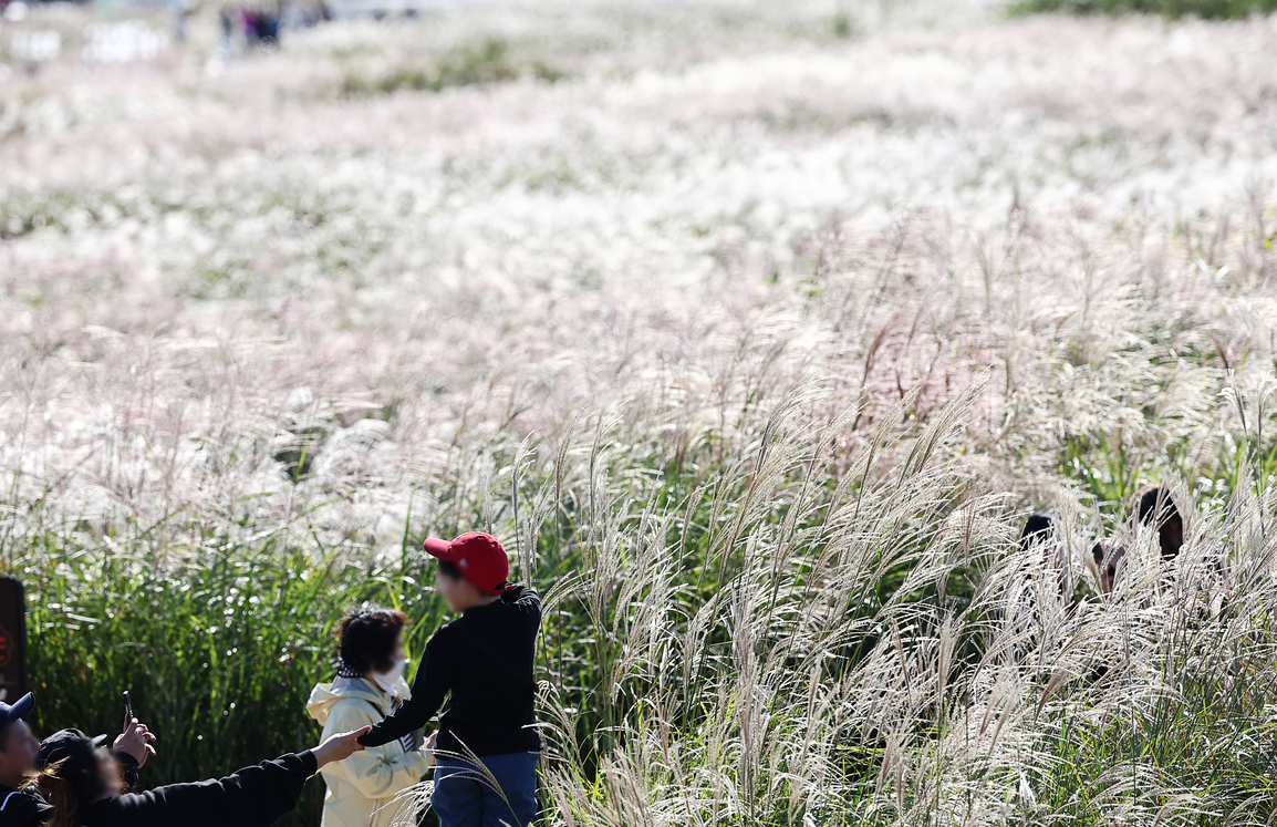 Silver grass field at Haneul Park in Seoul