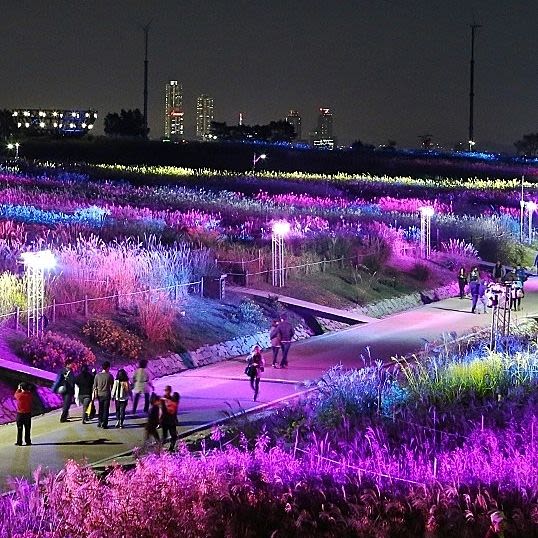 Silver grass at Haneul Park during sunset