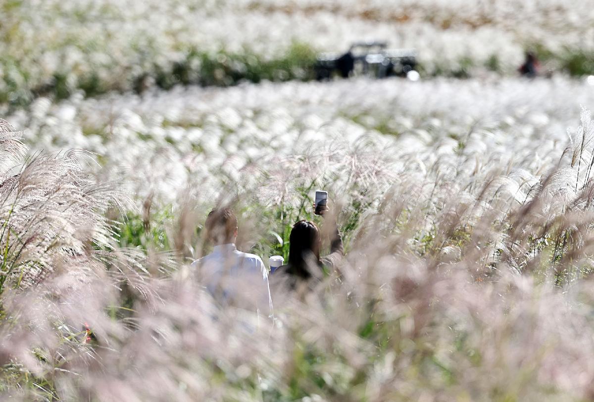 Seoul Silver Grass Festival 2026: Is Haneul Park Worth Visiting?