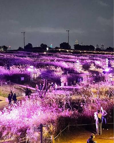 Seoul Silver Grass Festival at Haneul Park