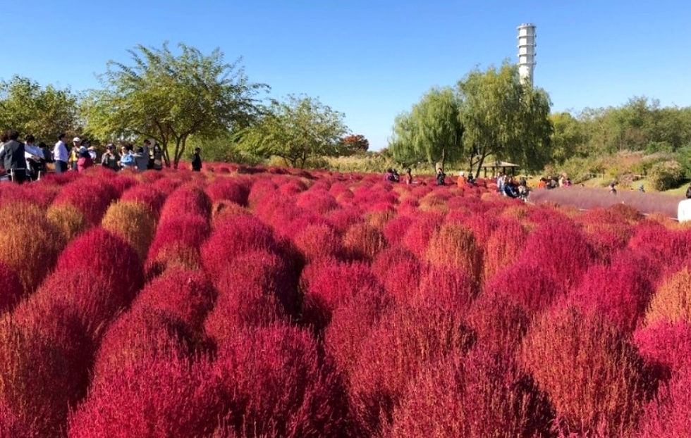 World Cup Park in Seoul during autumn