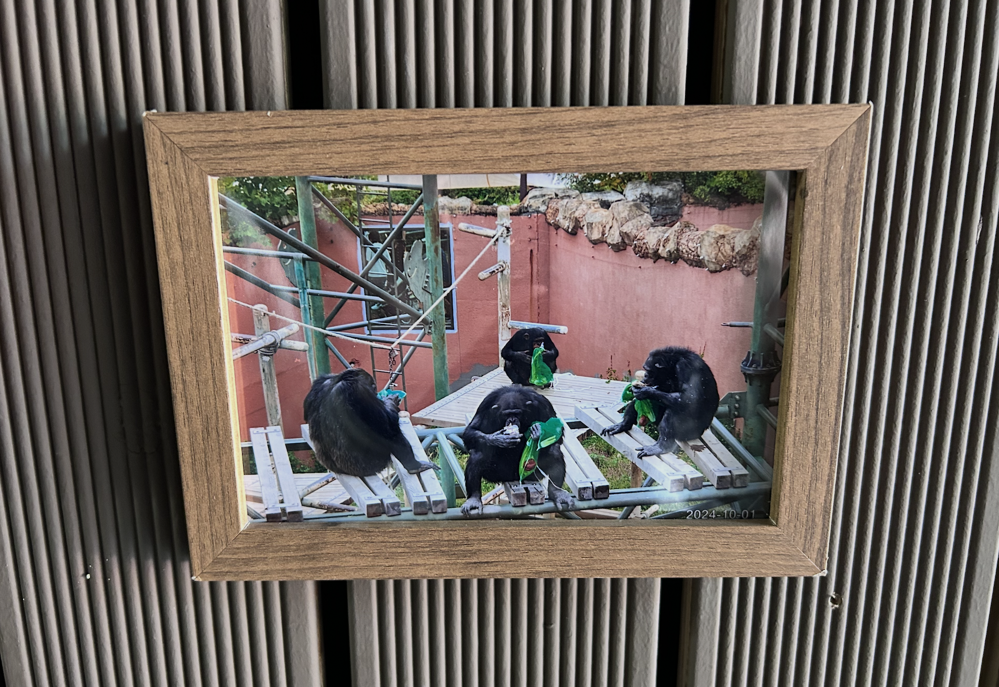 8. The Chimpanzee Mafia Photo