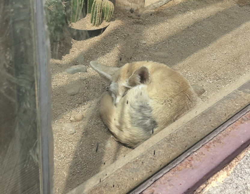 7. The Sleeping Desert Fox Was Ridiculously Cute