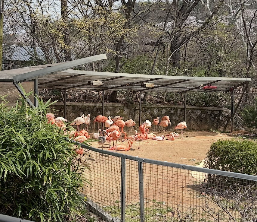 6. The Flamingos Were So Pretty