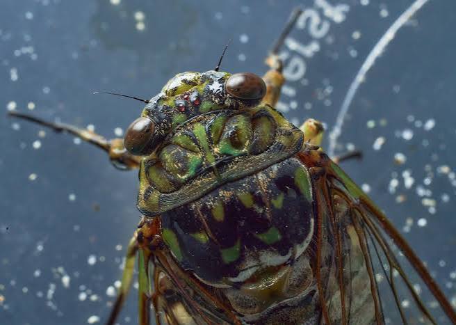 Why Are Cicadas So Loud in Korea? The Real Reason Seoul Sounds Like This Every Summer