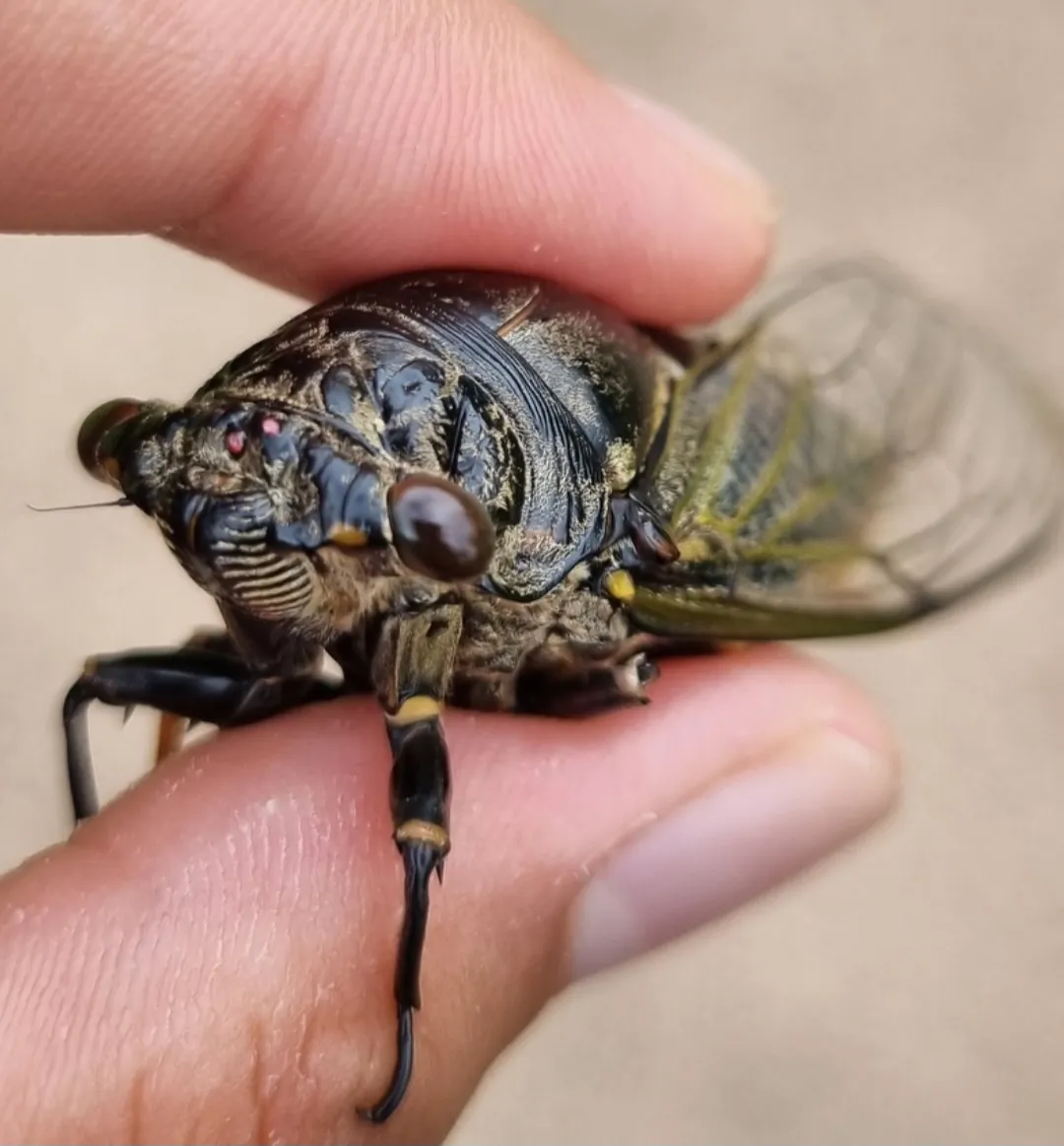 2. Korea Doesn't Have Just One Cicada Sound