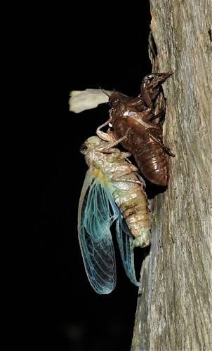 4. Why Are Cicada Shells Everywhere?