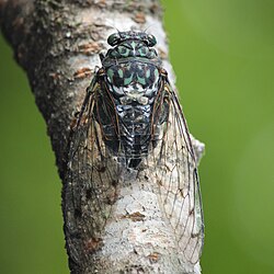 1. Why Are Cicadas So Loud in Korea?
