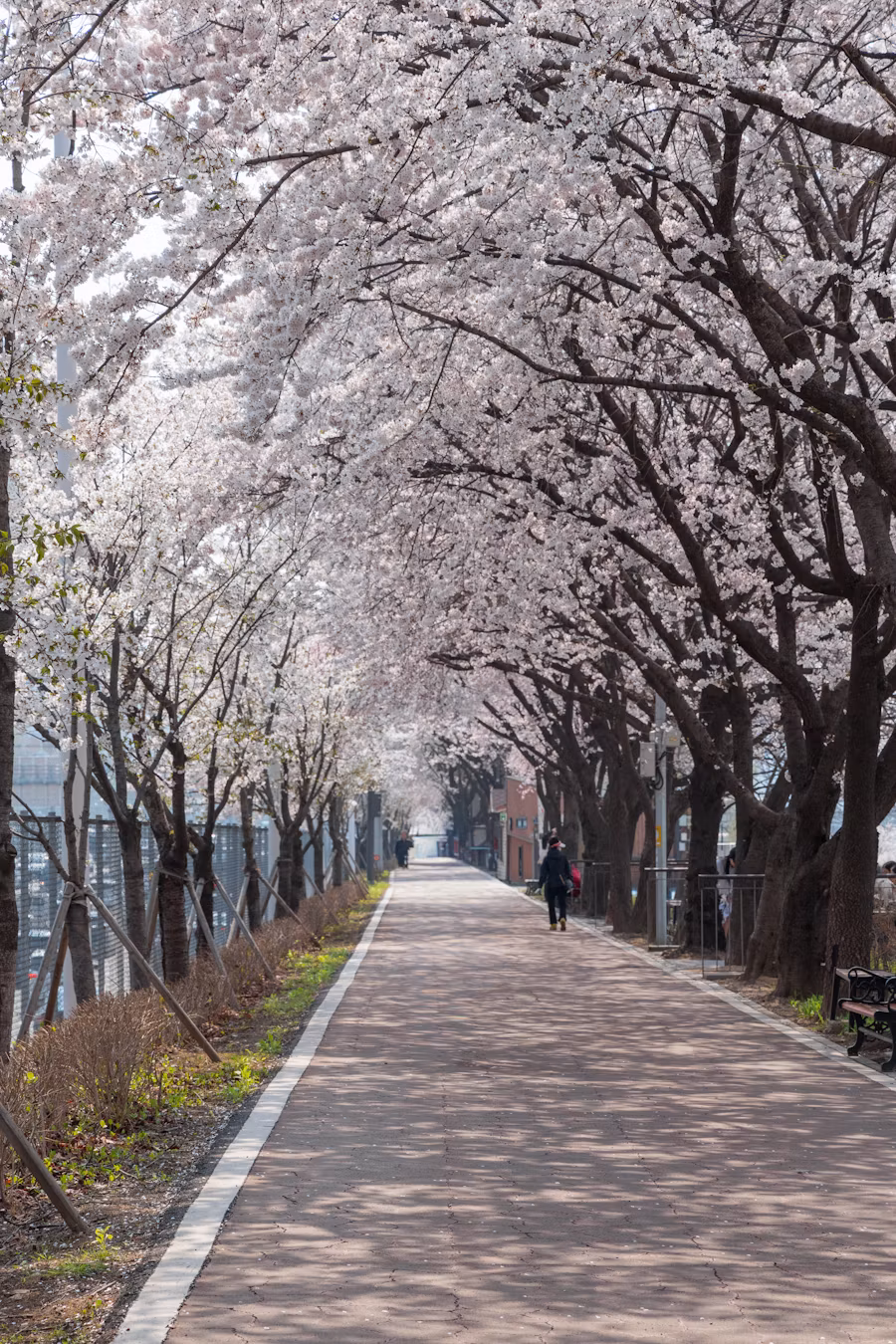 7. Seoul Sidewalk Etiquette Is Built Around Flow