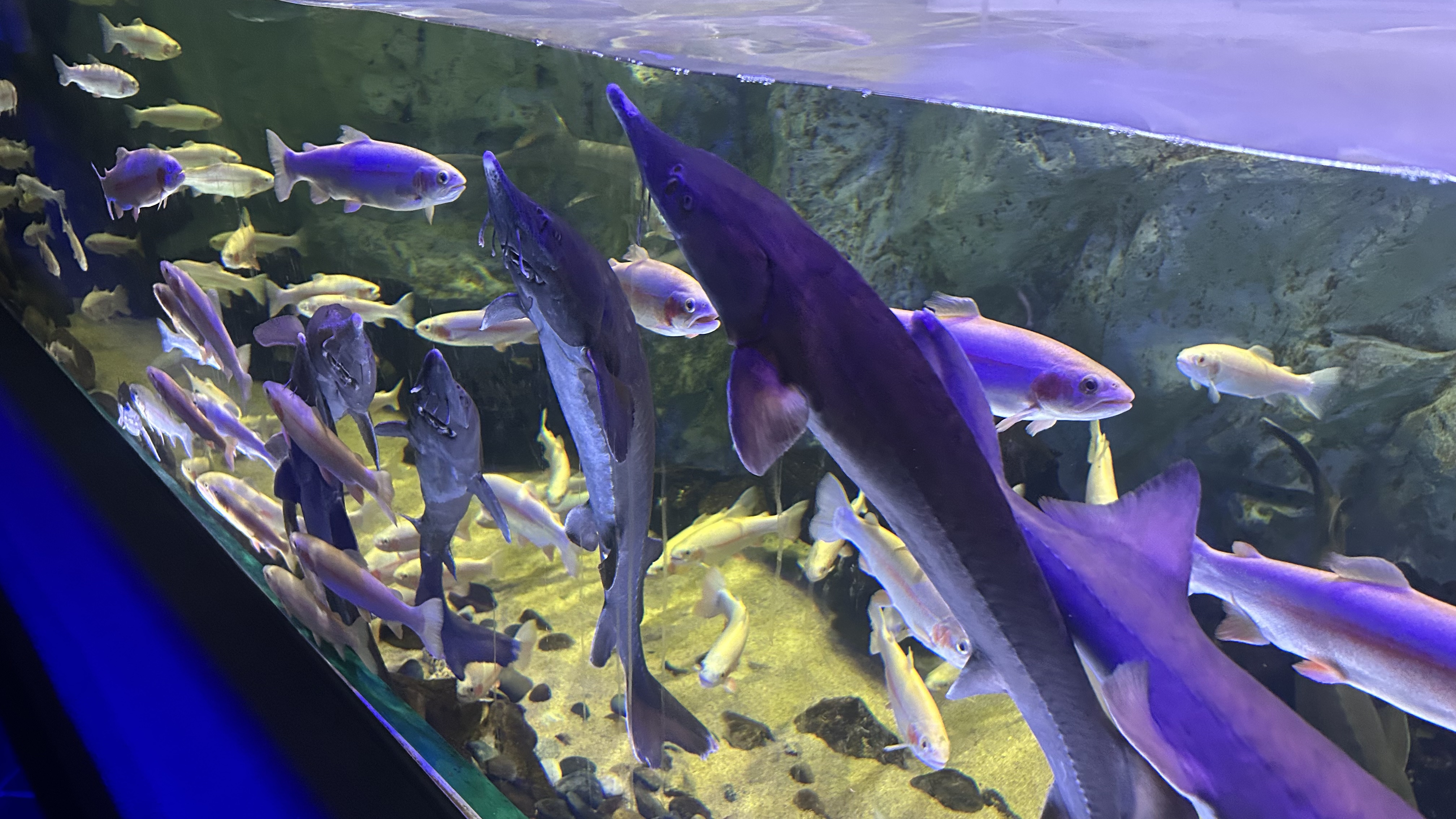 Evening visit to Lotte World Aquarium in Jamsil Seoul