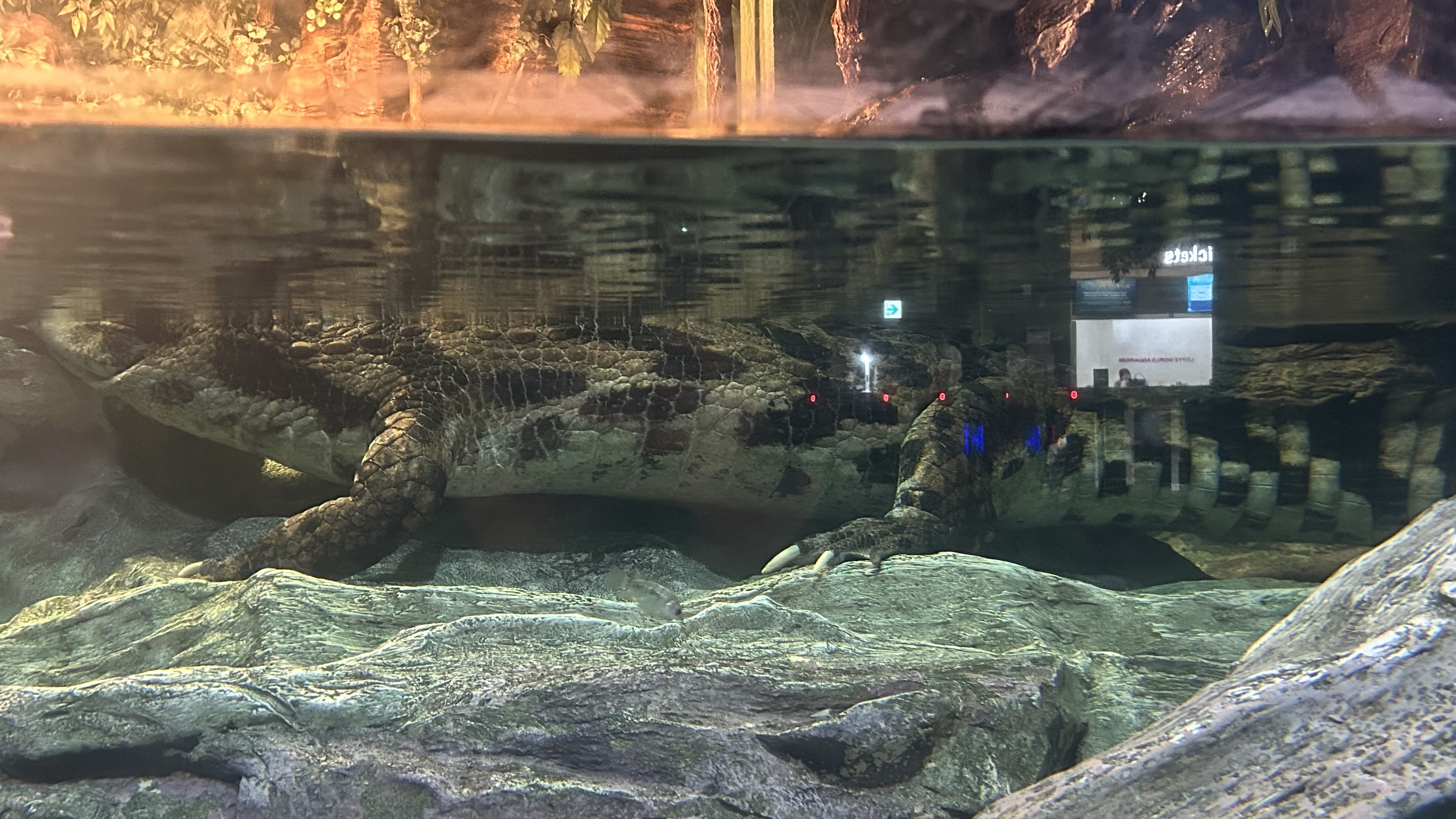 4. Walking Under the Sharks Was One of the Best Parts