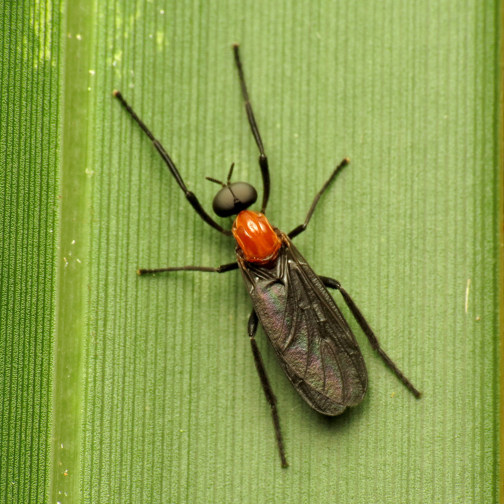 6. Are Lovebugs Dangerous?