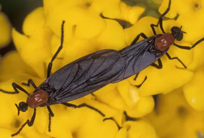 1. What Are Lovebugs?