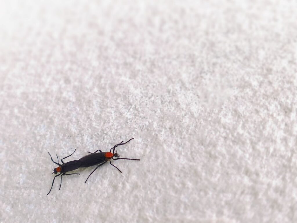 4. Why Do Lovebugs Fly Attached Together?